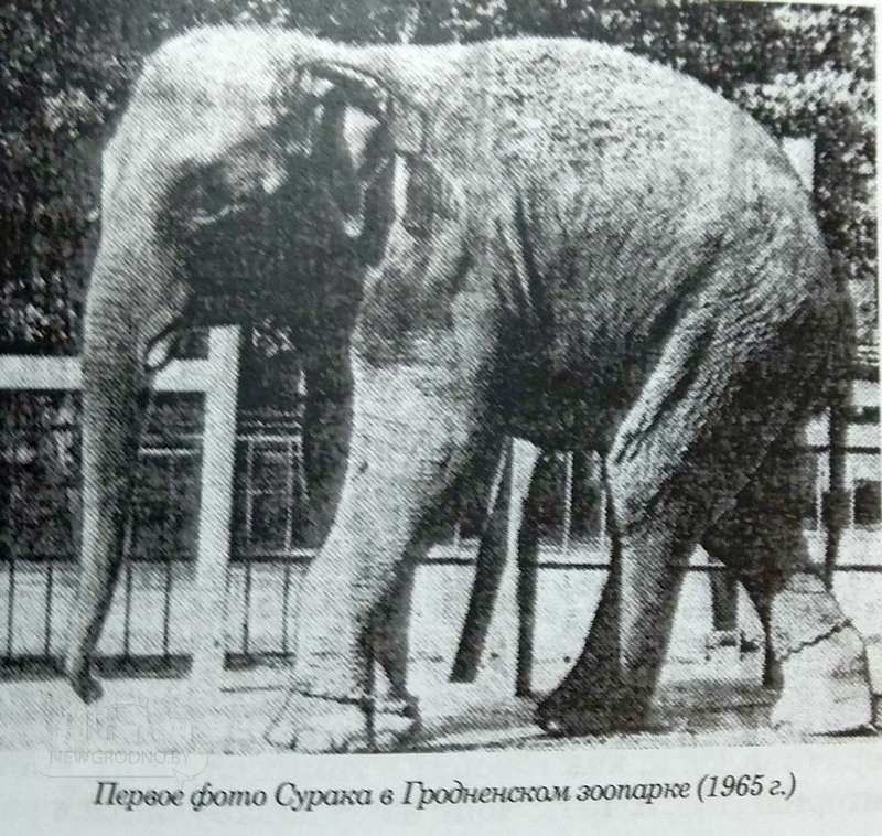 В Гродненском зоопарке может появиться слон