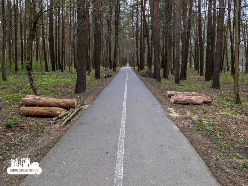 Под Гродно в лесу