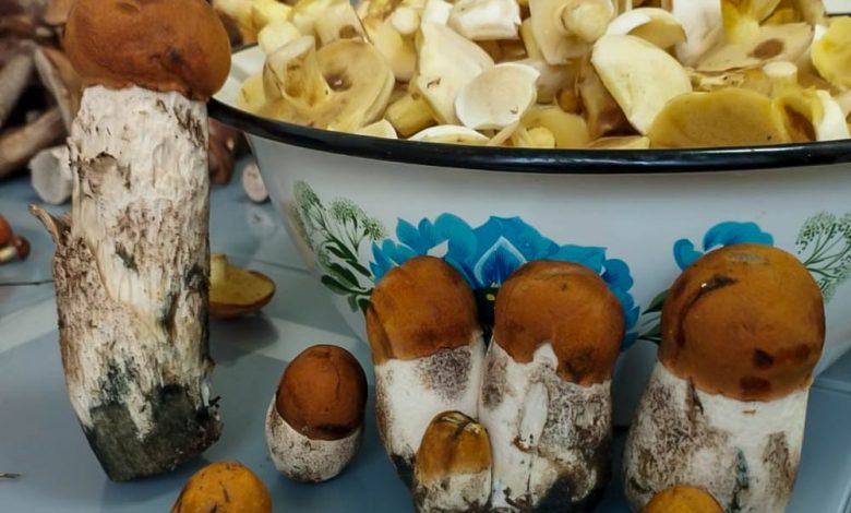 Грибной сезон