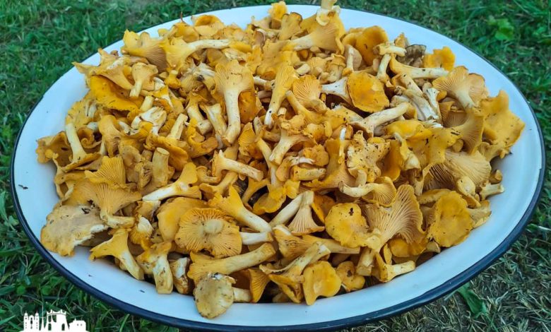 Грибной сезон