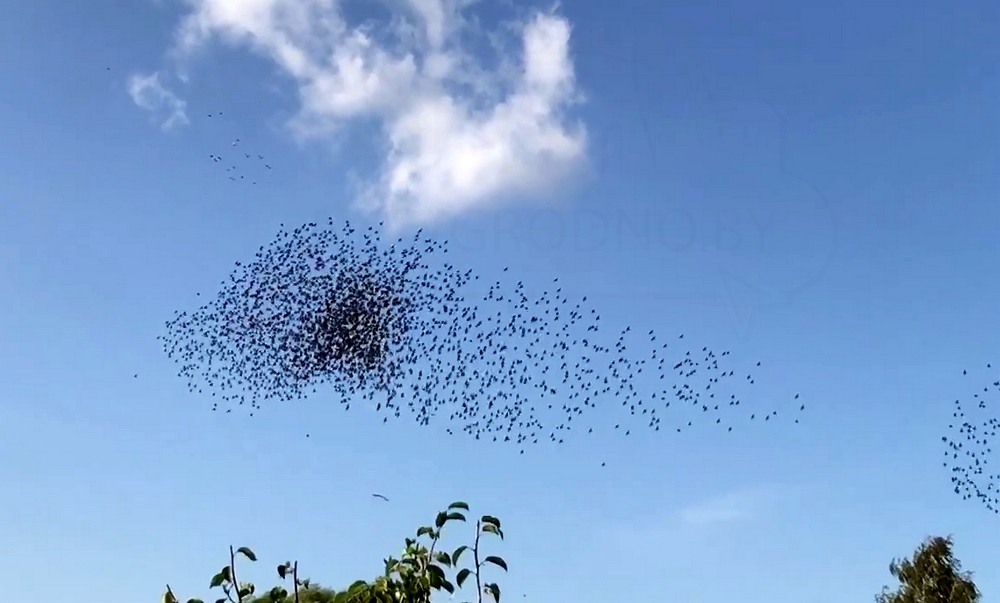 «танец» тысяч птиц