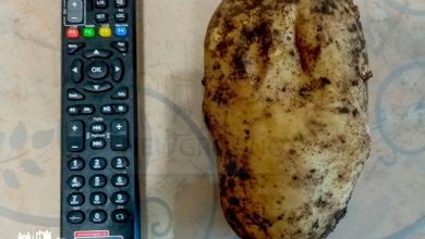 выкопали картофелину весом в 800 граммов