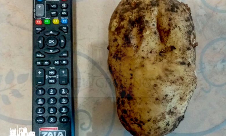 выкопали картофелину весом в 800 граммов