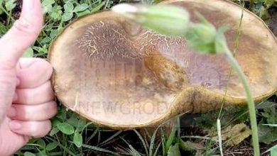 В Гродно заметили грибы