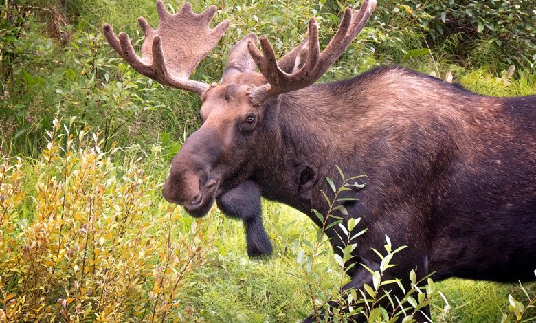 Начинается период размножения. Водителей предупреждают о неожиданном появлении лосей на трассах