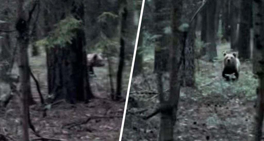 Белоруска встретила медведя возле жилого района под Минском