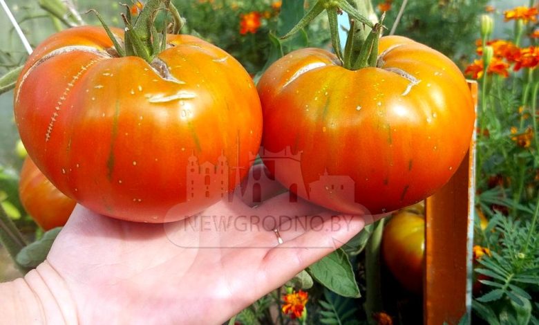 Гродненцы похвастались огромным помидором