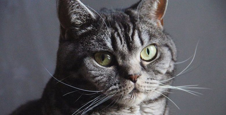 безопасность питомца