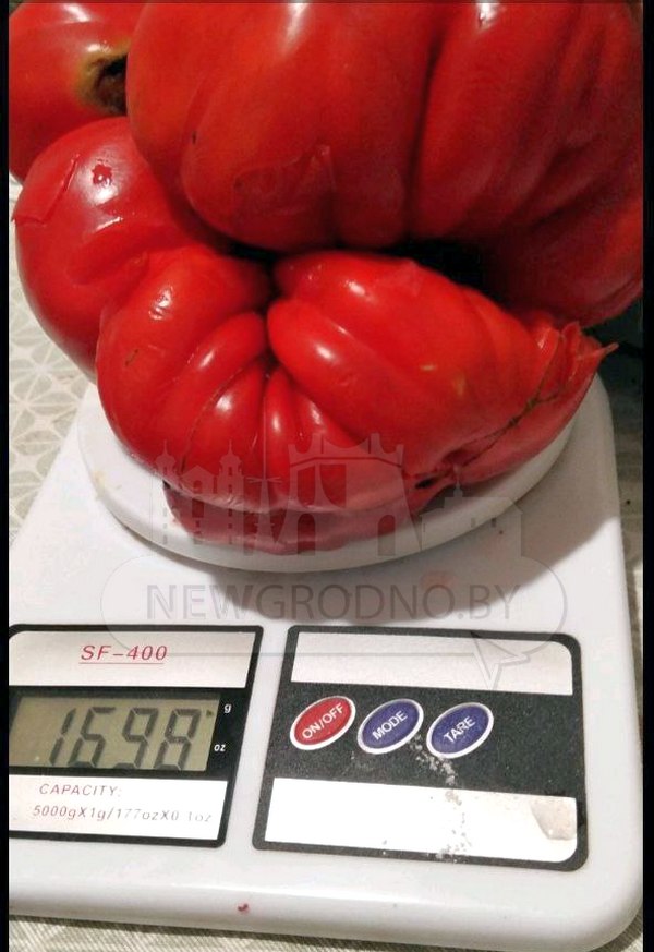 Недалеко от Гродно вырастили помидор