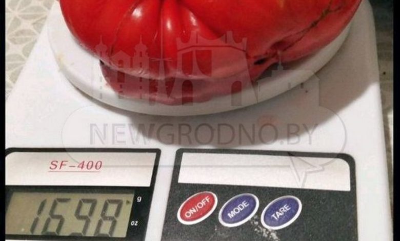 Недалеко от Гродно вырастили помидор