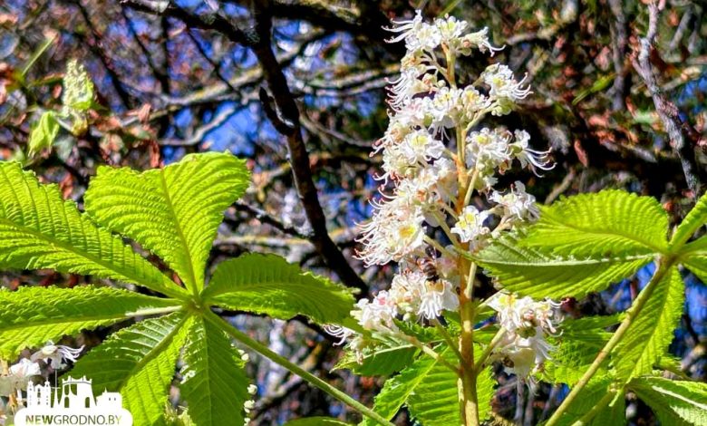 В Гродно в сентябре зацвели каштаны