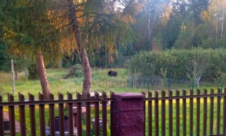 под Гродно заметили медведя