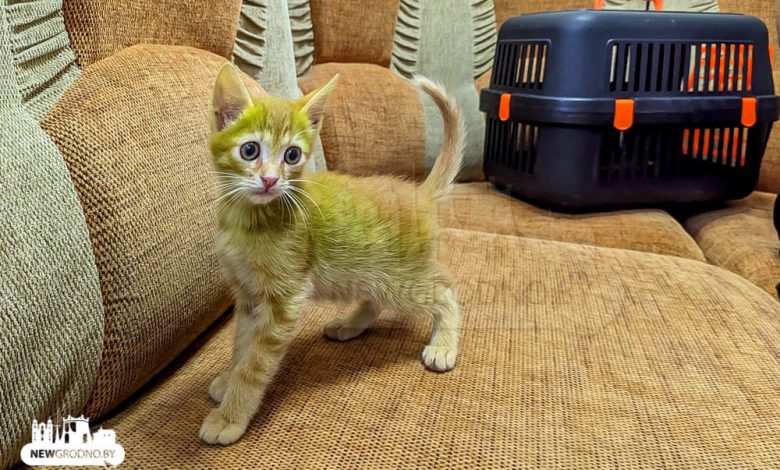 Гродненец нашел зеленого котенка