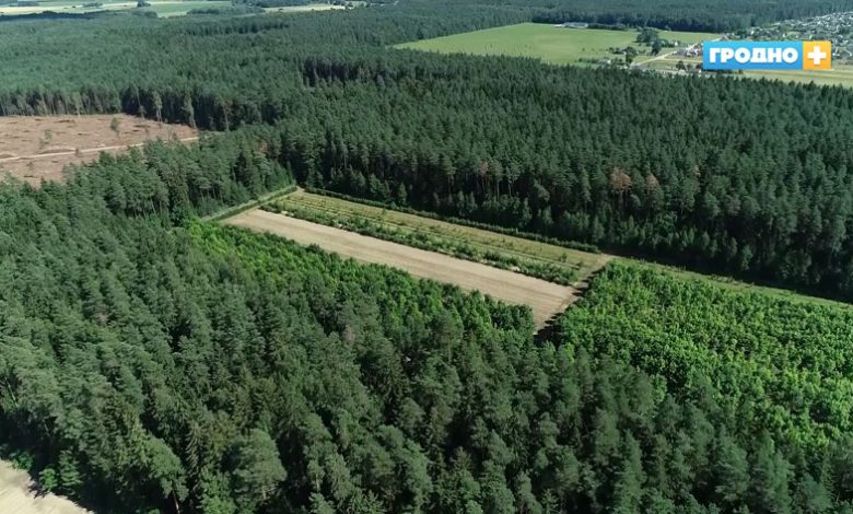 Рядом с Гродно разбросают приманки