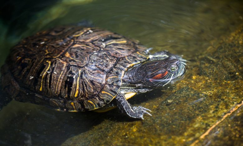заводить красноухих черепах