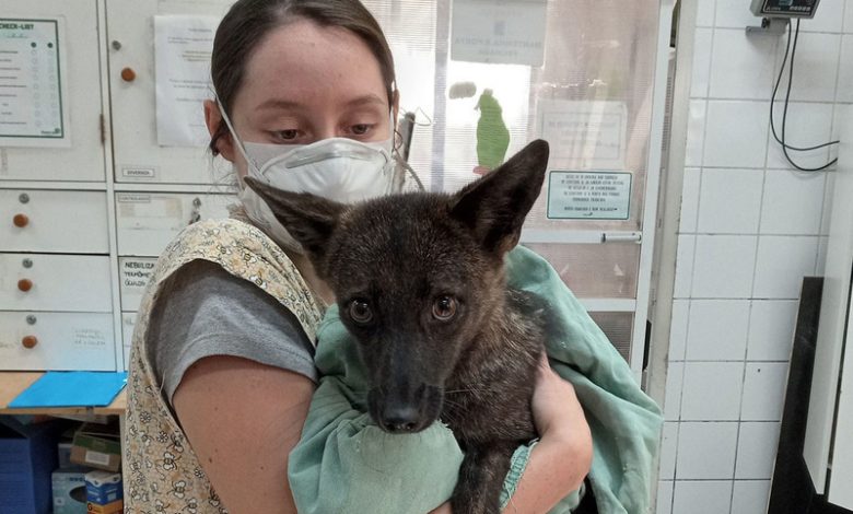 гибрид собаки