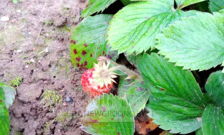 в середине осени поспела клубника