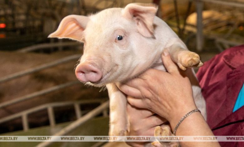 На ферме под Щучином умерли 740 поросят