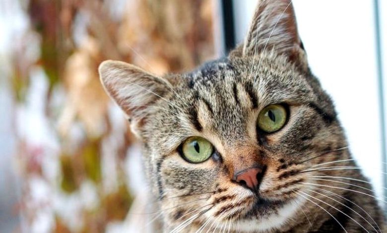 В Гродно школьник хотел посмотреть котика