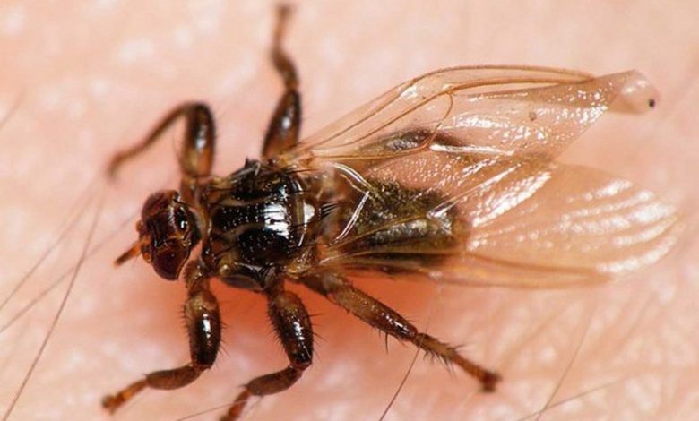 Это не клещ, а оленья кровососка