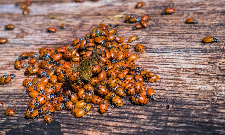 огромный рой божьих коровок