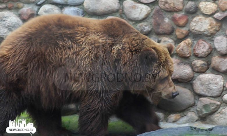 В Гродненском зоопарке медведи