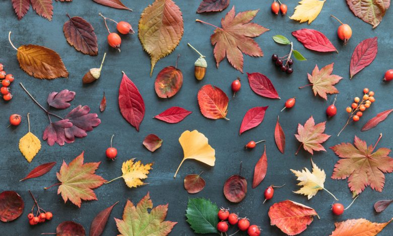 В зоопарк просят приносить боярышник