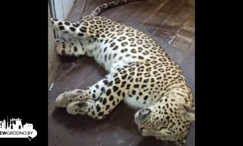 В Гродненском зоопарке рассказали, как делали операцию леопарду