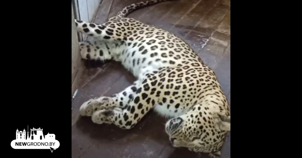 В Гродненском зоопарке рассказали, как делали операцию леопарду