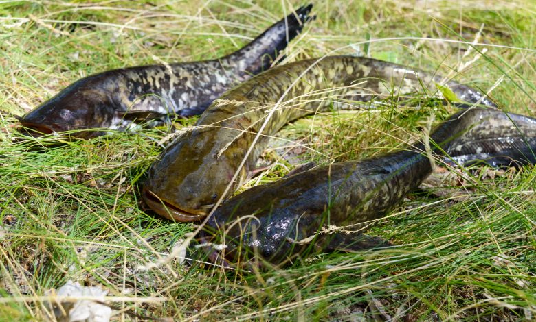 В Беларуси вводится запрет на лов некоторых видов рыб