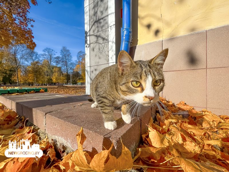 Какой была погода