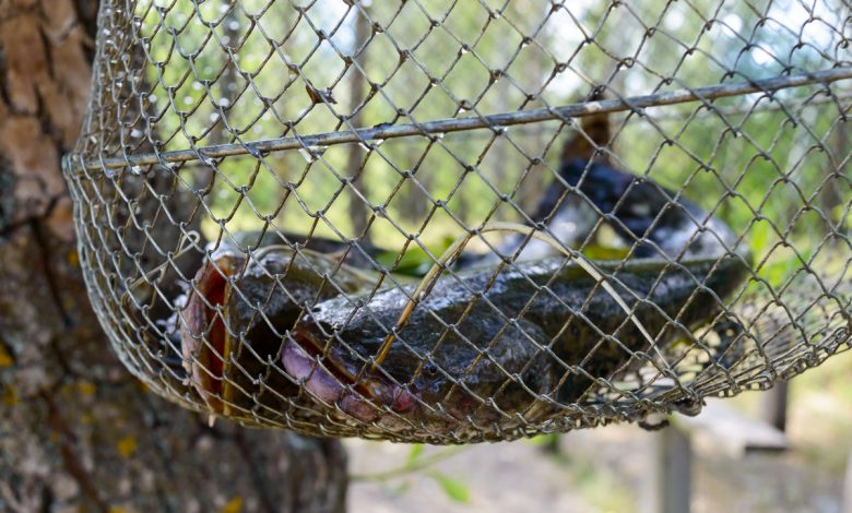 Под Гродно поймали очень наглого браконьера