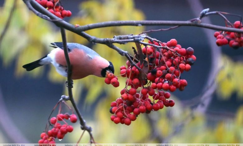 Вестники зимы. В Гродно заметили снегирей