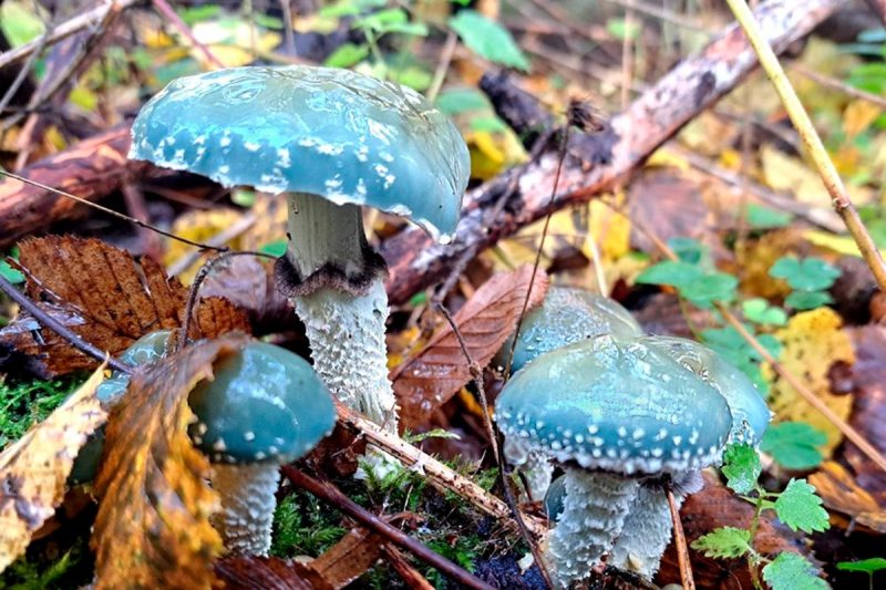 В Беловежской пуще нашли необычный гриб