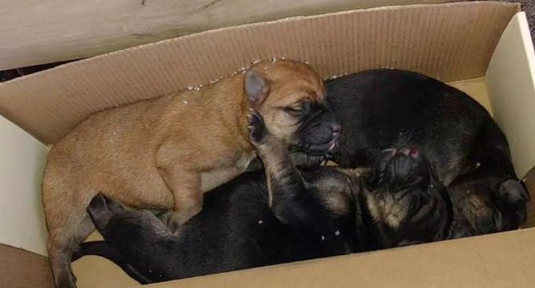 В Гродно ищут того, кто оставил умирать на морозе грудных щенков