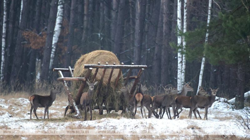 В Беловежской пуще начали зимнюю подкормку