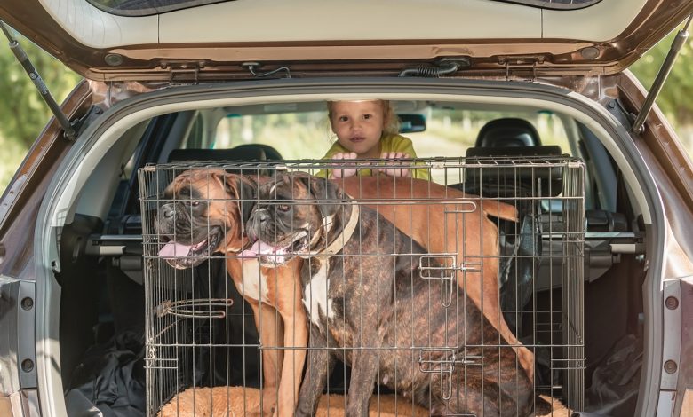 Рассказываем, как правильно перевозить через границу котов и собак