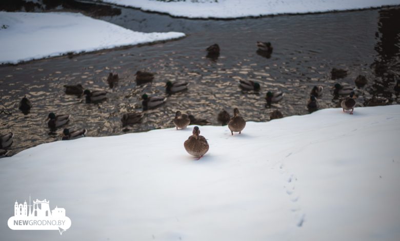 Гродно в воскресенье засыпало снегом