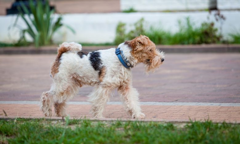 В Сморгони мужчина на глазах у людей зарезал собаку