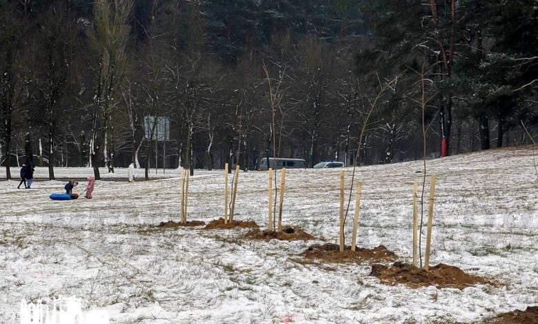 В Гродно популярную для отдыха горку засадили деревьями