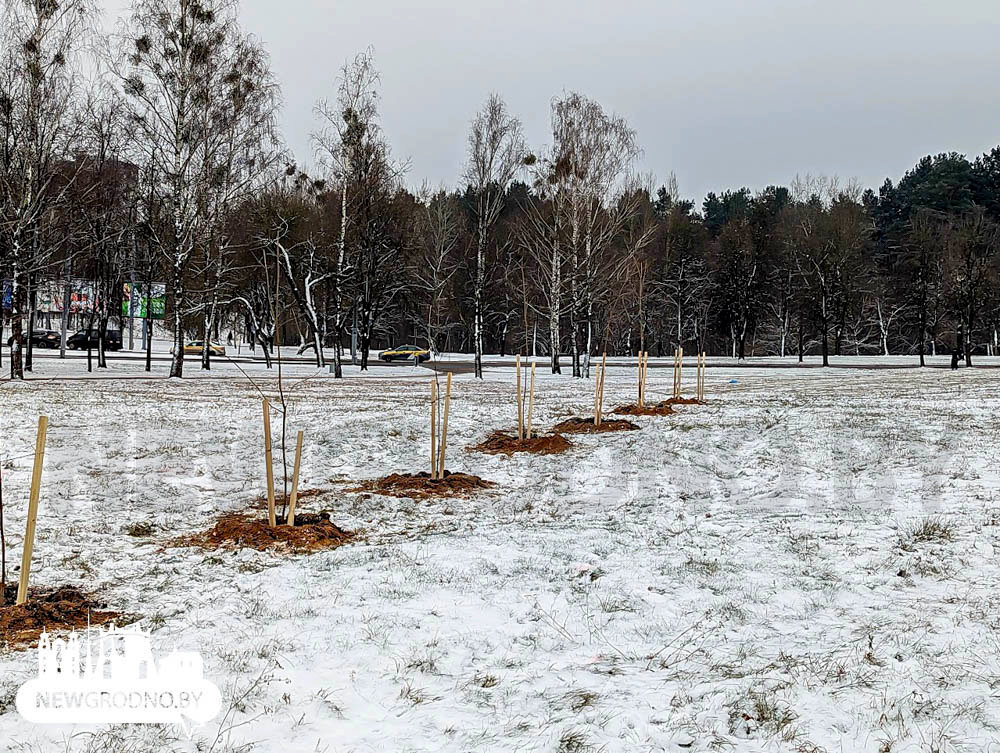 В Гродно популярную для отдыха горку засадили деревьями