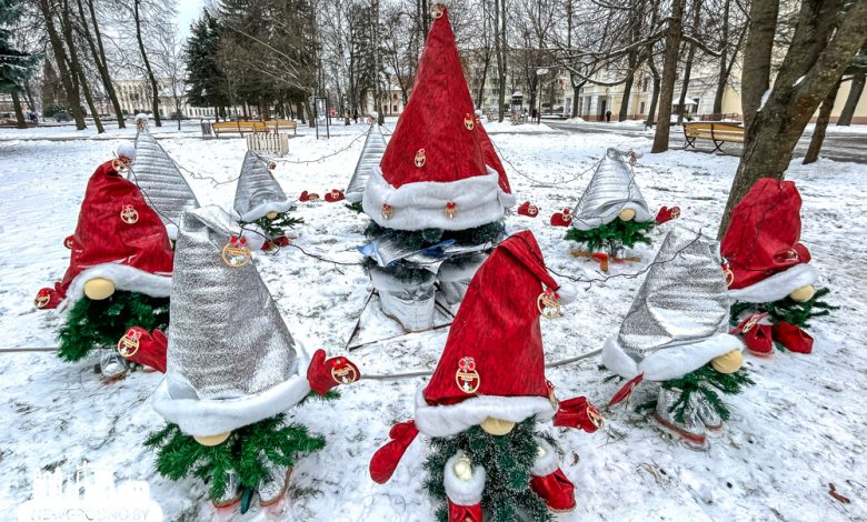 В Гродно вновь появилась аллея новогодних красавиц