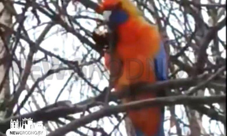 В Гродно заметили экзотическую птицу