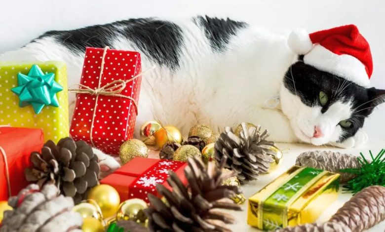 Есть домашние животные