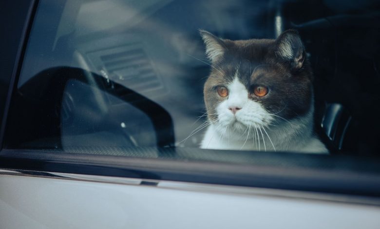 Под капотом вашей машины могут оказаться пушистые пассажиры