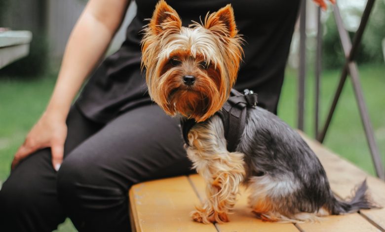 Йоркширский терьер