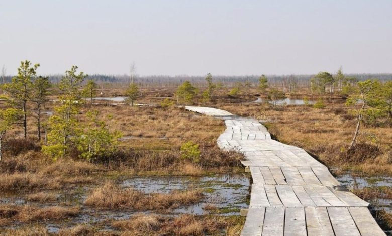 Белорусы разработали приложение с экомаршрутами.