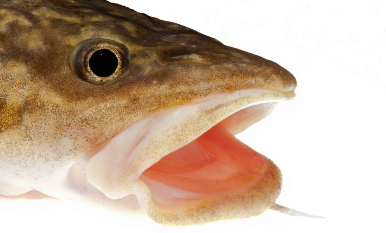 Идет на нерест! В Беларуси с 25 декабря нельзя будет ловить налима