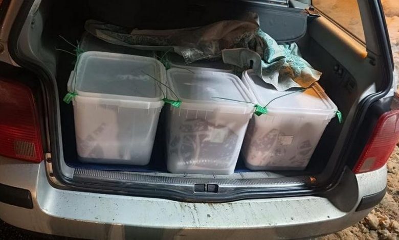 По дороге в Беларусь уничтожили 345 кг икры