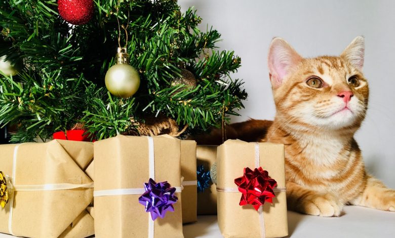 Названы лучшие дни для установки и украшения елки